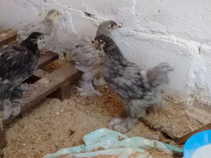 IMG_20160816_180808706