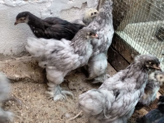 IMG_20160816_180820897