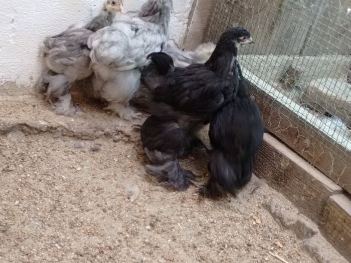 IMG_20160816_180840608