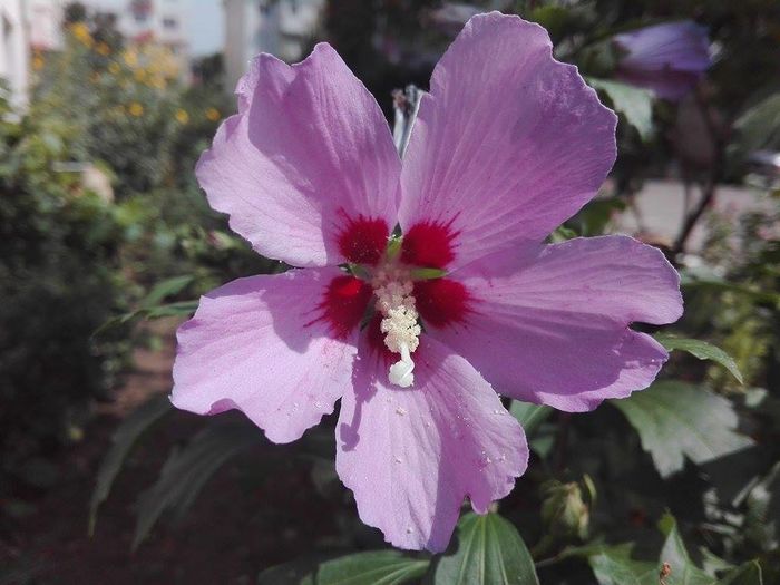 hibiscus - hibiscus