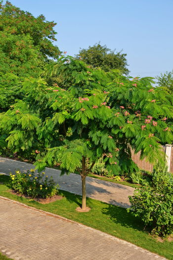 Albizia_0044