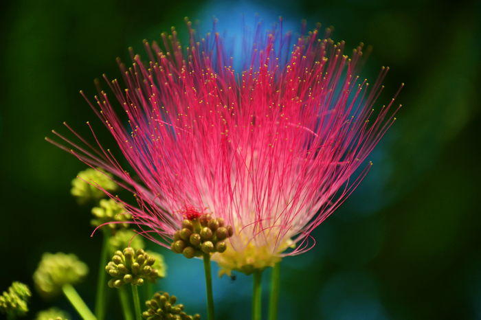 Albizia_0072 - MACRO - II - Summer 2016