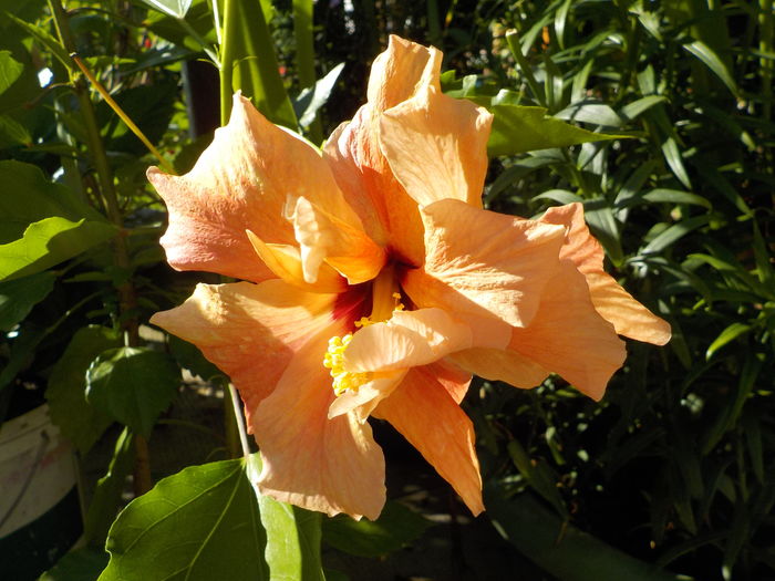 DSCN1386[1] - hibii mei