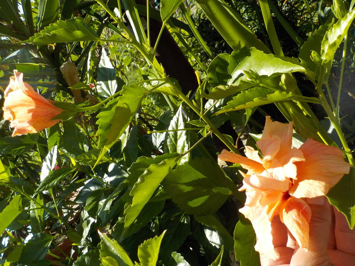 DSCN1387[1] - hibii mei