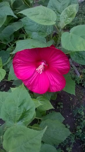 Au inflorit frumos... - 2016 Hibiscus de gradina