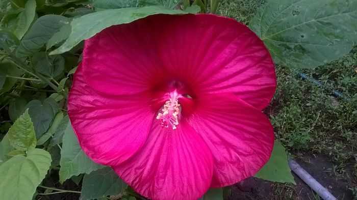 Rosu inchis - 2016 Hibiscus de gradina