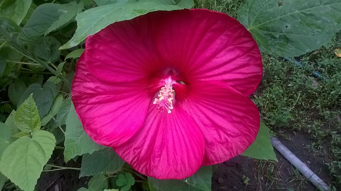  - 2016 Hibiscus de gradina