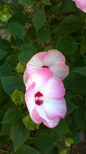 Si roz in degrade - 2016 Hibiscus de gradina