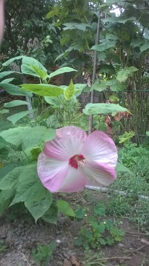  - 2016 Hibiscus de gradina