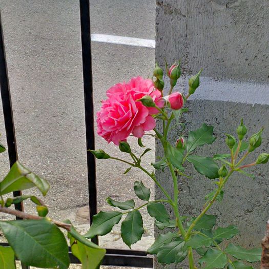 IMG_20160813_160732_hdr