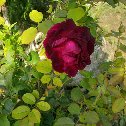 IMG_20160814_100425_hdr