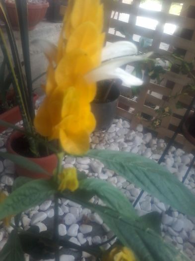 20160714_135655 - pakistakis lutea