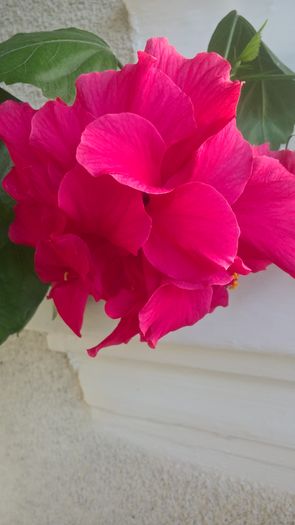 WP_20160818_18_57_17_Pro - Hibiscus Classic Rosa