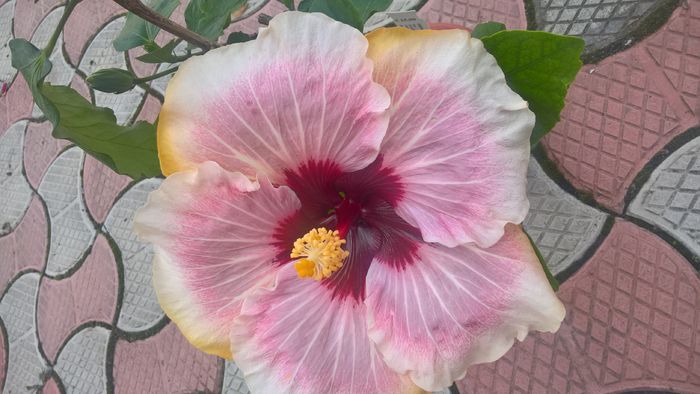 WP_20160818_13_59_20_Pro - Hibiscus My Way