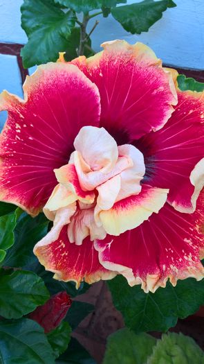 WP_20160817_11_46_38_Pro - Hibiscus Tahitian Spotted Sun