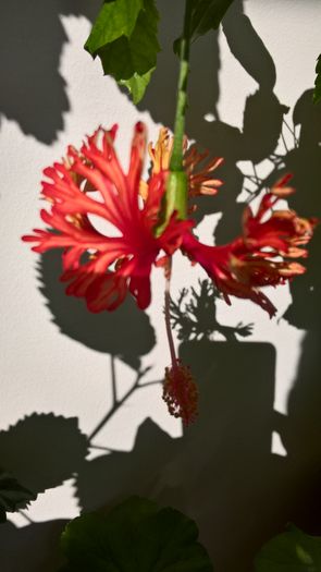 WP_20160816_17_11_29_Pro - Hibiscus Schizopetalus