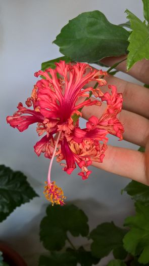 WP_20160817_11_51_24_Pro - Hibiscus Schizopetalus