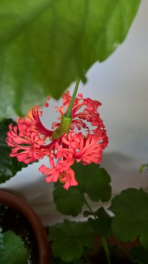 WP_20160817_11_51_36_Pro - Hibiscus Schizopetalus