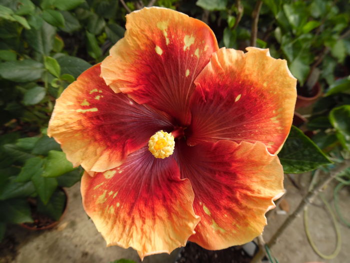  - 00 Hibiscus 2016