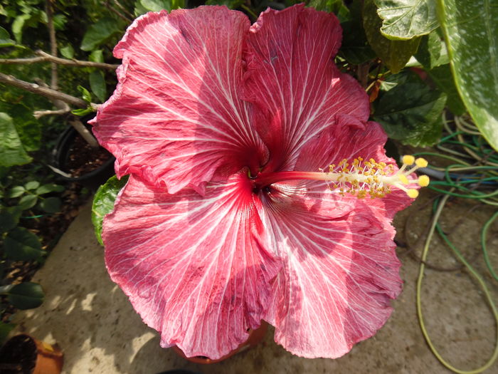  - 00 Hibiscus 2016