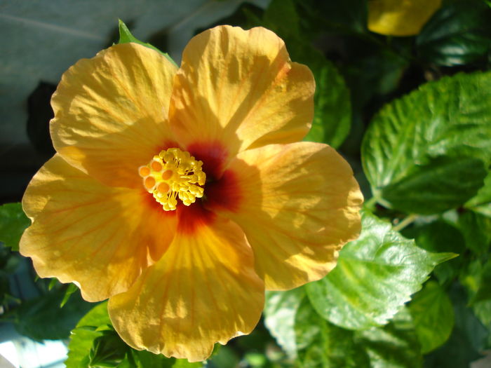  - Hibiscus Athene