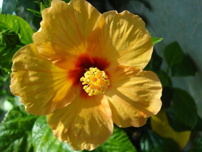  - Hibiscus Athene