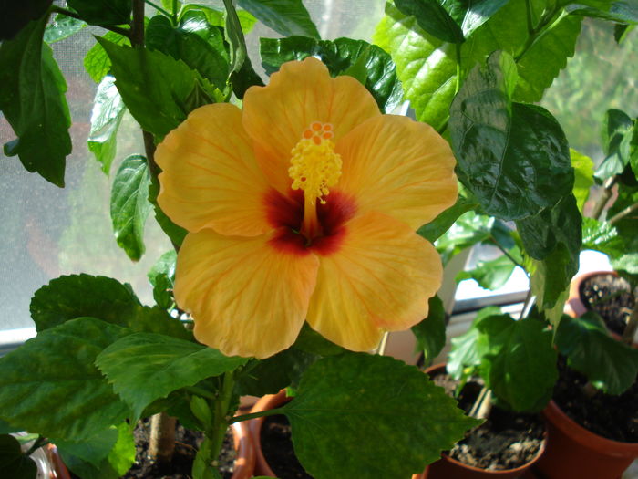  - Hibiscus Athene