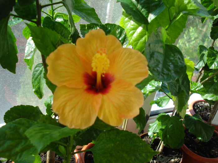  - Hibiscus Athene