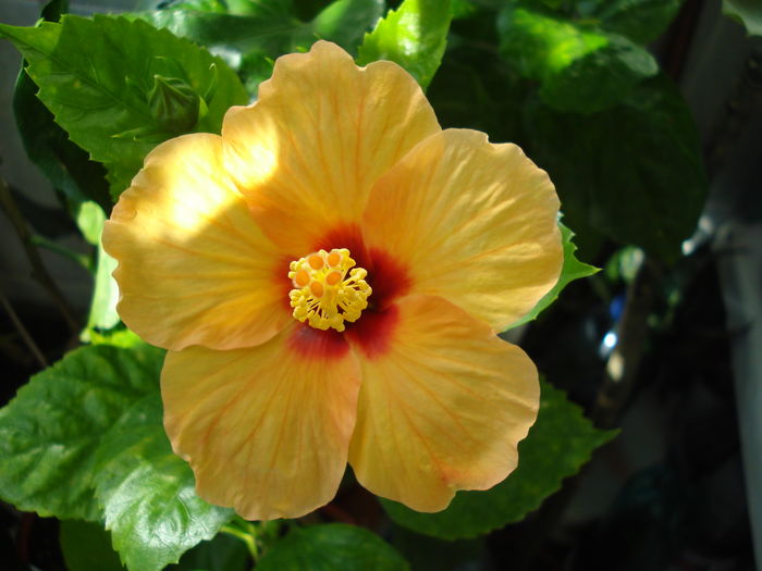  - Hibiscus Athene