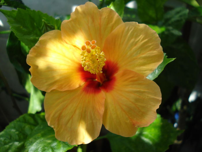  - Hibiscus Athene