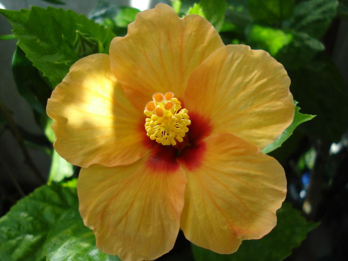  - Hibiscus Athene