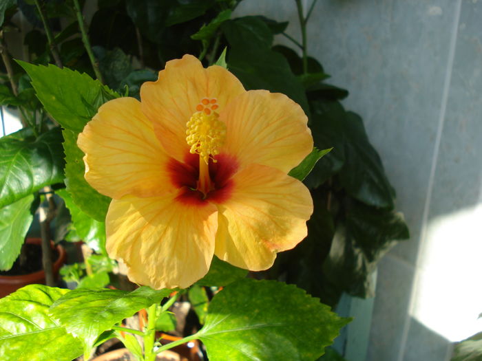  - Hibiscus Athene