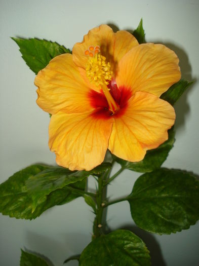  - Hibiscus Athene