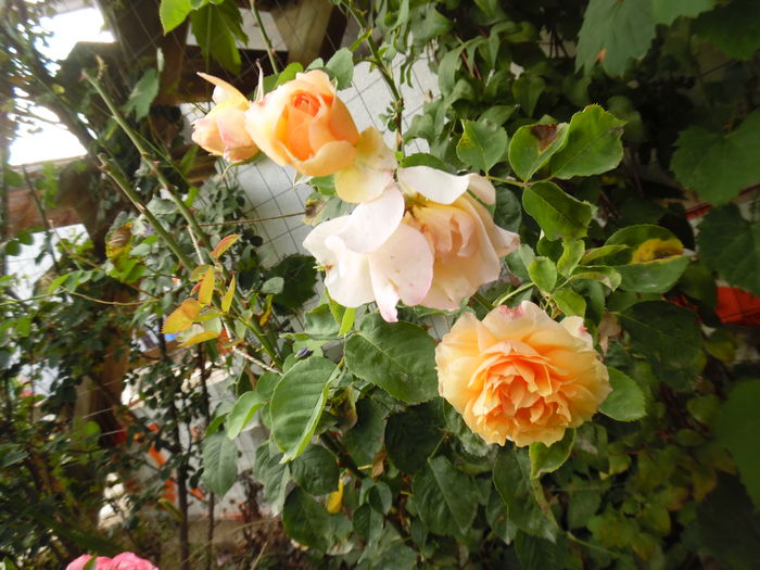  - Dominique Massad  Froufroutante Jackie