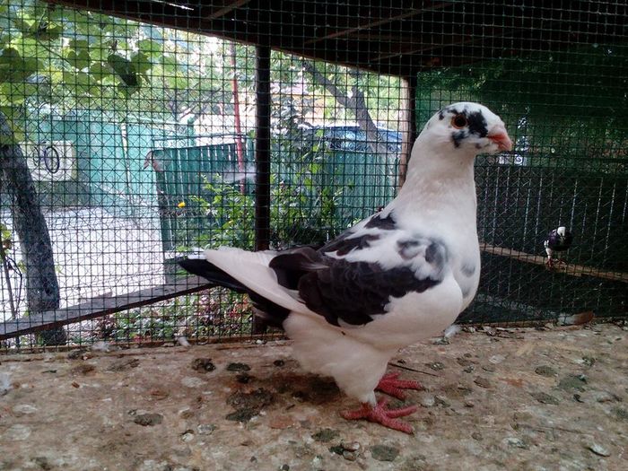 14022116_913375462139604_8607222854231342541_n - Tineret AGH 2016