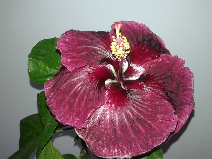  - Hibiscus Black Dragon