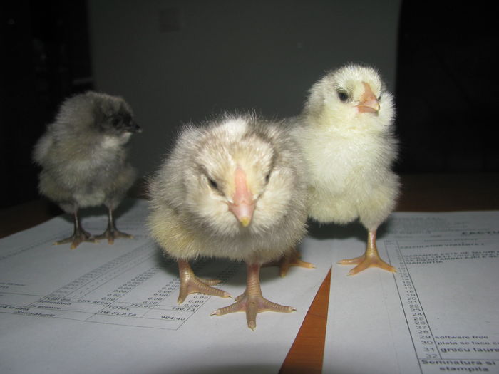 17.08.2016 013 - GENERATIA 4 PE 2016