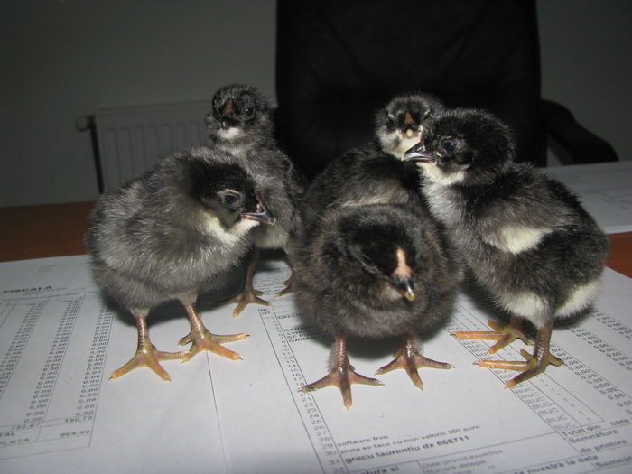 17.08.2016 015 - GENERATIA 4 PE 2016