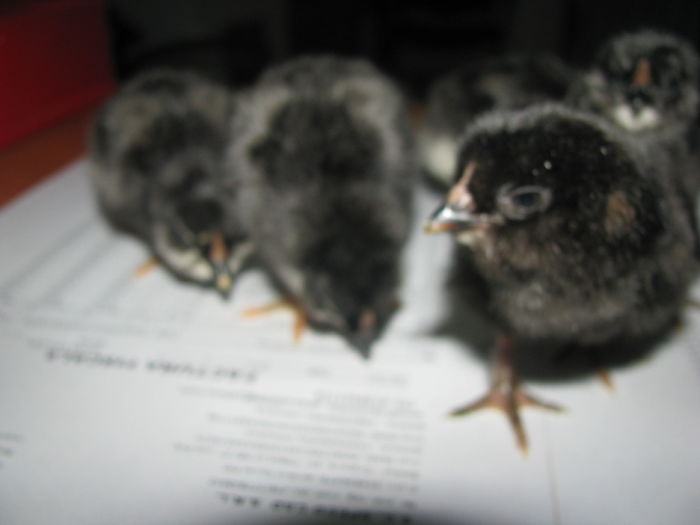 17.08.2016 016 - GENERATIA 4 PE 2016