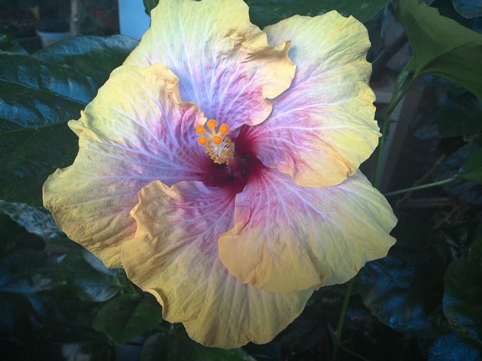 WIN_20160819_064313 - 01Hibiscus