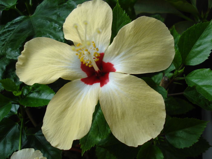  - Hibiscus Lutea