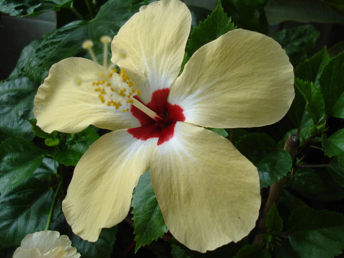  - Hibiscus Lutea