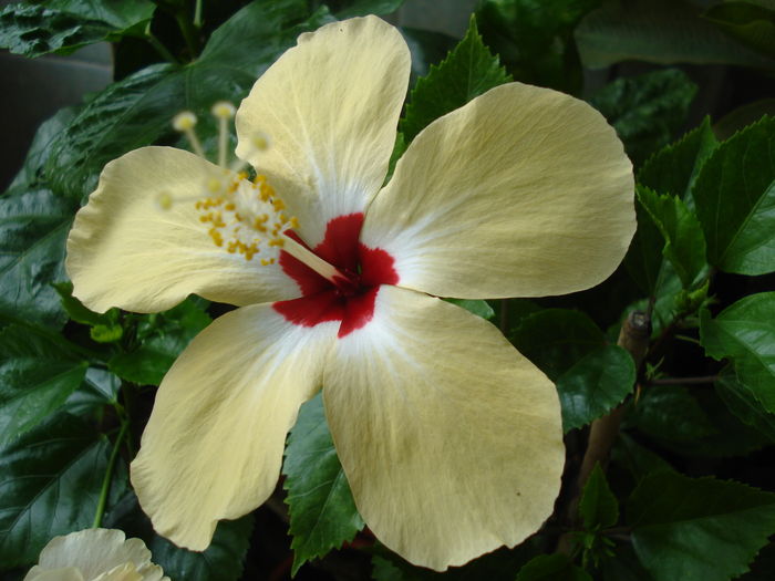  - Hibiscus Lutea