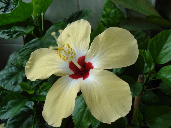  - Hibiscus Lutea