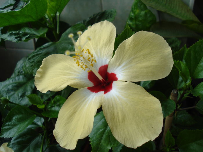  - Hibiscus Lutea