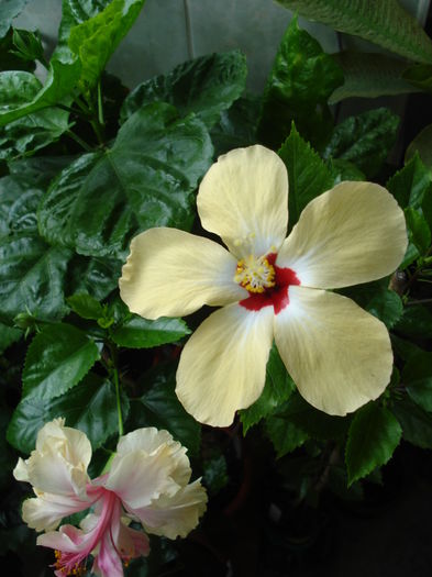  - Hibiscus Lutea