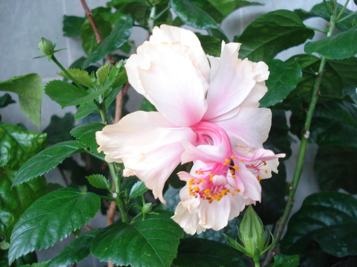  - Hibiscus White Pride of Hankins