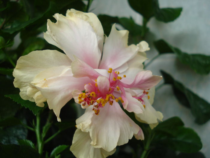  - Hibiscus White Pride of Hankins