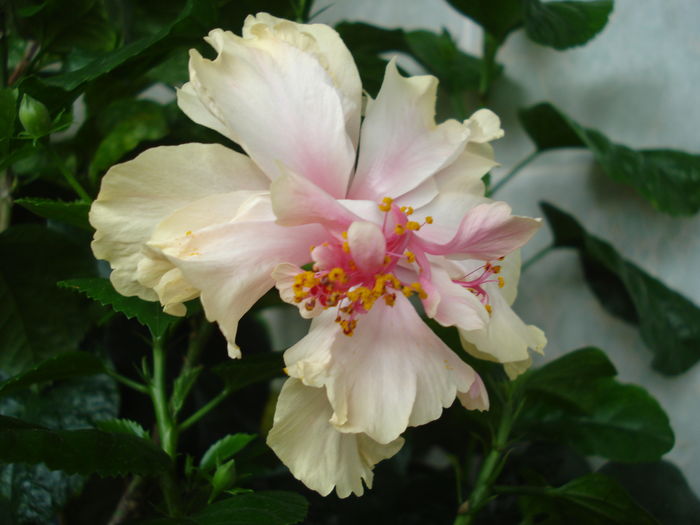  - Hibiscus White Pride of Hankins