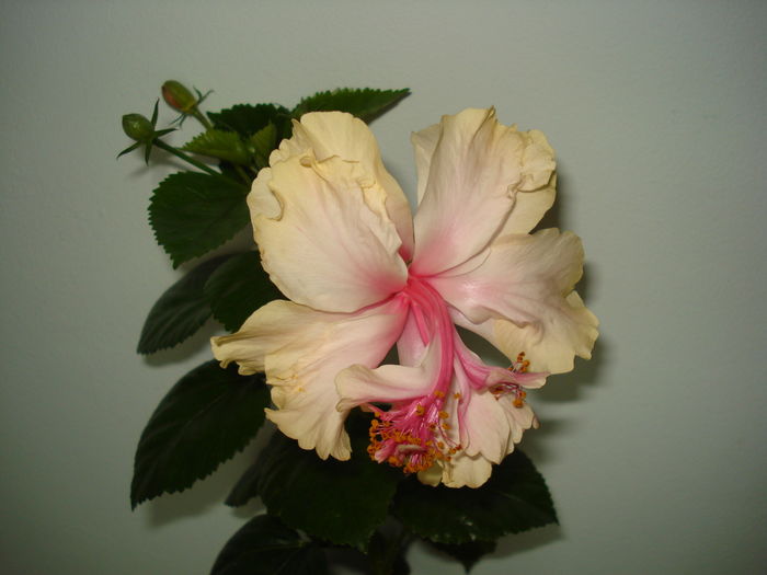  - Hibiscus White Pride of Hankins